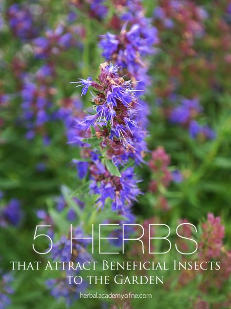 5 Herbs that Attract Beneficial Insects to the Garden - Herbal Academy Hyssop Essential Oil, Fall Perennials, Herbal Academy, Companion Plants, Attracting Beneficial Insects, Planting Plan, Utila, Beneficial Insects, Herb Seeds