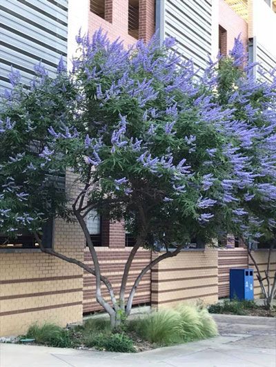 Brought Back from the Past - Neil Sperry's GARDENS Terraced Yard, Utah Landscaping, Vitex Tree, Texas Landscaping, Agnus Castus, Chaste Tree, Small Front Yard Landscaping, Small Front Yard, Planting Plan