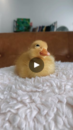 64K views · 15K reactions | Online Duck Test💥
.
.
.
#mochitheduck #duck #ducks #duckling #ducklings #ducksofinstagram #petstagram #birds #pet #pets #animals #petlovers #petlife #exoticpets #cuteanimals #petduck #petducks #ducksinspace | Tonia + Mochi & Yoshi 🐥🐥 | Terrence Parker · Somethin' Here (Original Mix) Duck Pfp, Birds Pet, Pet Ducks, Cute Ducklings, Pet Life, Cute Animal Pictures, Exotic Pets, Mochi, Ducks