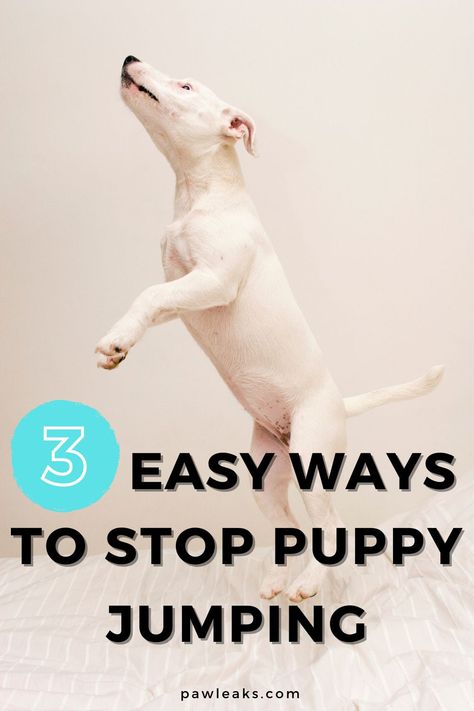 How To Teach Your Puppy Not To Jump, Dog Jumping On People, Training Dog Not To Jump, How To Get Your Dog To Stop Jumping, How To Stop Dog From Jumping On People, How To Stop Your Dog From Jumping, Stop Dog From Jumping On People, Maddie Joy, Puppy Jumping