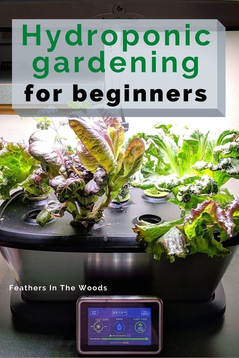 Basics of growing indoors using hydroponics. How to grow your own lettuce and herbs indoors with a hydroponic gardening system plus what I learned from 2 years of growing plants in water. #hydroponics Best Hydroponic Plants Indoor Gardening, Growing Lettuce In Water, Hydroponic Herbs, Hydroponic Gardening For Beginners, Aero Garden, Hydroponic Gardening Diy, Indoor Hydroponic Gardening, Hydroponic Lettuce, Hydroponic Gardening System