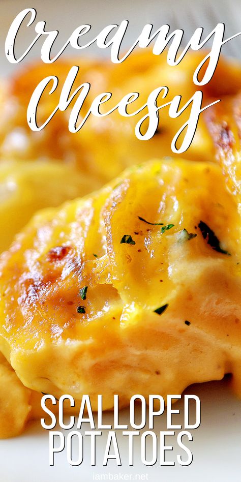 The best Cheesy Scalloped Potato Recipe EVER! #scallopedpotatoes #augratin #cheesypotatoes #potatoes #sidedish #holidaymenu #thanksgiving #christmas #iambaker Scalloped Potatoes Sour Cream, Beat Cheesy Scalloped Potatoes, Best Cheesy Scalloped Potatoes Recipe, Best Cheeses For Scalloped Potatoes, Taste Of Home Cheesy Potatoes, Potato Scallops Recipe, Velveeta Augratin Potatoes, Cheesy Bacon Scalloped Potatoes, Scalloped Golden Potatoes