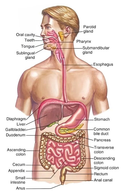 Human Digestive System Diagram Class 7 With Labels And Explanation Digestive System Diagram, Human Body Vocabulary, Digestive System Anatomy, Anatomy Organs, Human Body Science, Human Digestive System, Sistem Pencernaan, Human Body Organs, Penanda Buku