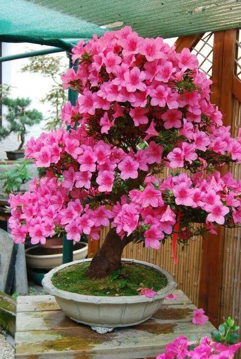 Liked Flower Garden Images, Desert Rose Plant, Beautiful Bonsai, Bonsai Flower, Japanese Bonsai, Backyard Flowers, Vintage Flowers Wallpaper, Beautiful Pink Flowers, Bonsai Plants