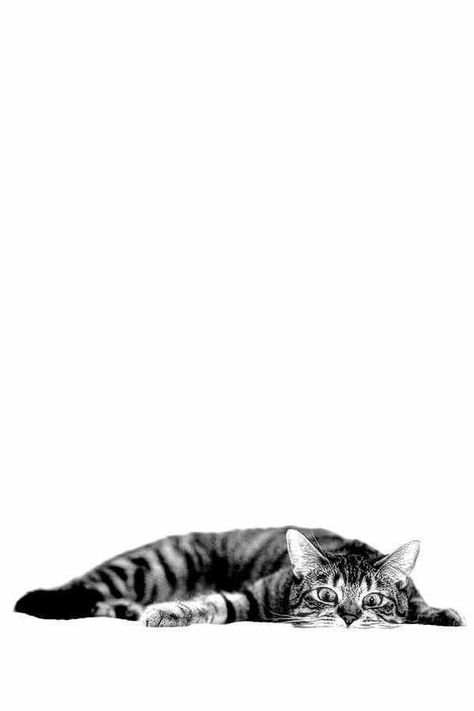 Dogs Paw, Regnul Animal, Söt Katt, Cats Iphone, Appaloosa, Quarter Horse, Cat Wallpaper, White Photo, Cat Illustration