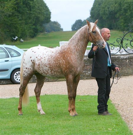 Chevaux de couleur à vendre caen France Chief Dan George, Caen France, Horse World, Appaloosa, Beautiful Horses, Horse Riding, Equestrian, Horses, France