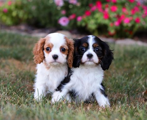 Besties 🫶 Did you know? Cavalier King Charles Spaniels were often the preferred lapdogs of royalty! King Charles II of England was so fond of these little spaniels that he decreed they be allowed in any public place, including the House of Parliament. Today, they still have that royal charm and are known for their affectionate and loyal nature. https://mypupcentral.com/breeds/cavalier-king-charles-spaniel-puppies #cavalierkingcharlesspaniel #cavalierkingcharlesspanielpuppy #fluffypuppy #c... Charles Ii Of England, House Of Parliament, Cavalier King Charles Spaniel Puppy, King Charles Spaniel Puppy, Charles Spaniel Puppy, King Spaniel, Charles Ii, King Charles Cavalier Spaniel Puppy, Fluffy Puppies