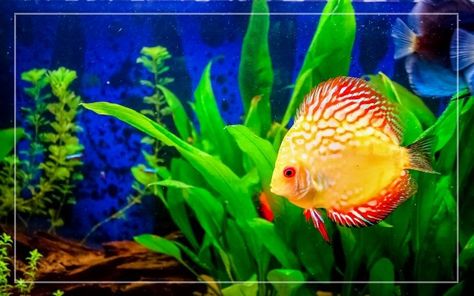 75-Gallon Planted Tank Stocking Ideas 75 Gallon Aquarium, Cory Catfish, Aquatic Environment, Stocking Ideas, Discus Fish, Planted Tank, Selective Breeding, Fish Tank Plants, Moving Water