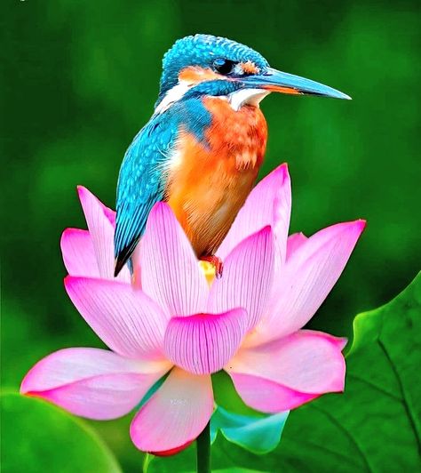 Home / Twitter Common Kingfisher, Kingfisher Bird, Bird Pictures, Exotic Birds, Pretty Birds, Alam Yang Indah, Colorful Birds, 가을 패션, Bird Photography