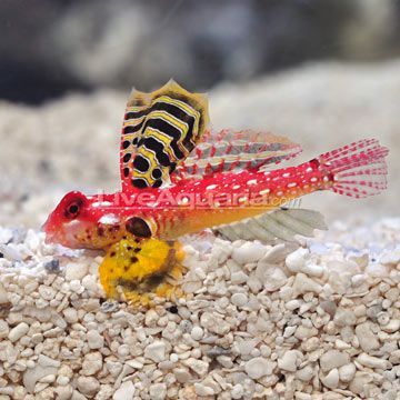 Ruby Red Dragonet goby for sale Reef Safe Fish, Best Aquarium Fish, Goby Fish, Fish Store, Saltwater Aquarium Fish, Creature Marine, Saltwater Fish Tanks, Fish Shop, Coral Fish