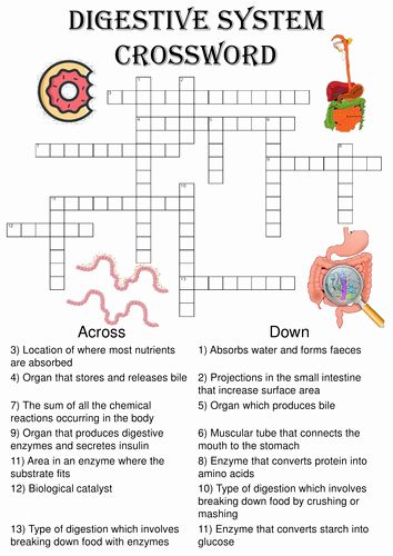 Digestive System Worksheet Answers Unique Gcse Biology Digestion topic Resource Pack Updated by – Chessmuseum Template Library Animal Digestive System Project, Enzymes Biology, Digestive System Project, Human Body Science Projects, Digestive System Worksheet, Animal Biology, Digestive System Anatomy, Gcse Biology, Human Body Worksheets