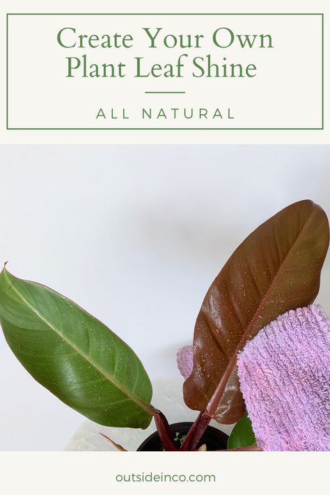 DIY Shine for Lustrous Plant Leaves (All Natural) Cleaning House Plants Leaves, Diy Indoor Plant Leaf Cleaner, Diy House Plant Leaf Cleaner, Plant Shine Spray Diy, How To Shine Plant Leaves, Leaf Shine Homemade, Cleaning Plant Leaves Houseplant, Plant Cleaner Diy, Diy Plant Leaf Shine Spray