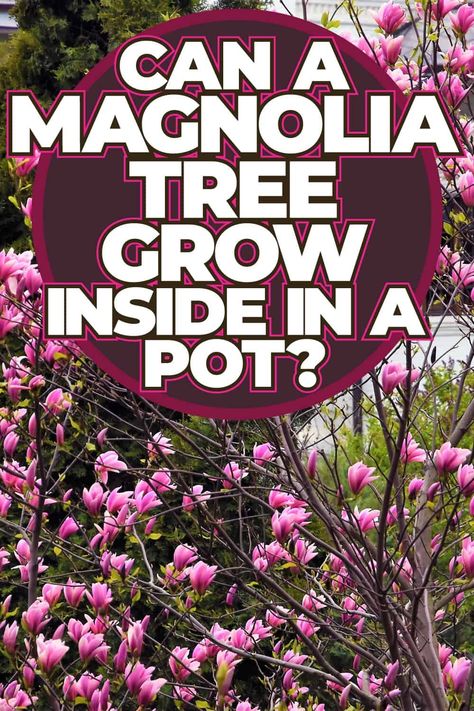 Discover the beauty of growing a magnolia tree indoors in a pot. Explore the possibilities of bringing nature into your home with this stunning plant option. Learn about the process and care required for nurturing a thriving magnolia tree right inside your living space. Embrace the joy of witnessing its growth and blooming, adding freshness and elegance to your indoor environment. Experience the satisfaction of creating a flourishing green oasis within your own home by cultivating a magnolia tre Trees You Can Grow In Pots, Magnolia In Pot, Magnolia Tree Care, Saucer Magnolia Tree, Magnolia Bush, Southern Magnolia Tree, Hawthorn Tree, Southern Magnolia, Yucca Plant