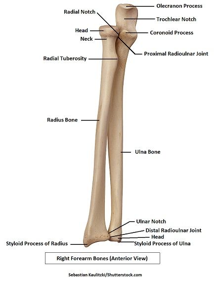 Radius And Ulna Anatomy, Ulna Anatomy, Forearm Anatomy, Forearm Bones, Ulna Bone, Radius Bone, Body Muscle Anatomy, Nursing School Prep, Radiology Schools