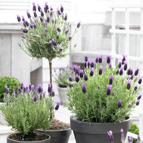 Spanish Lavender, Garden Shrubs, Have Inspiration, Garden Containers, Lavender Flowers, Container Plants, Dream Garden, Garden And Yard, Garden Inspiration