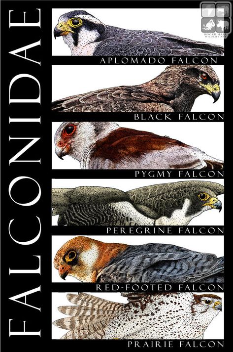 Environmental Posters, Komodo Dragon, Types Of Animals, Bird Drawings, Birds Of Prey, Wild Life, Wildlife Art, Bird Feathers, Love Birds