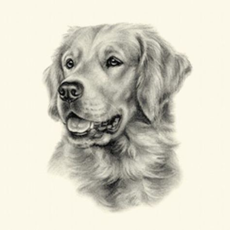 Dog-Show-Ring-Number-Clip-Pin-Breed-Golden-Retriever-Head Golden Retriever Wallpaper Iphone, Golden Retriever Tattoo, Golden Retriever Wallpaper, Golden Retriever Drawing, Tatoo Dog, Perros Golden Retriever, Golden Retriever Art, Old Golden Retriever, Dog Portraits Art