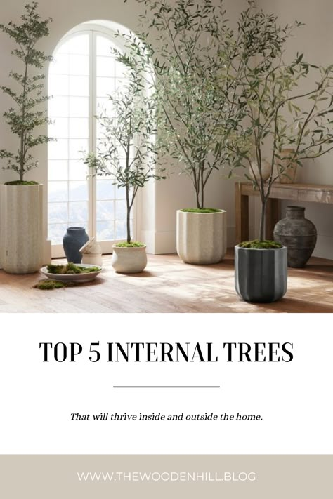 Tall Potted Plants Indoor, Trees Inside The House, Tree Inside The House, Potted Indoor Tree, Tree In House Decoration, Trees For Inside The House, Plants At Home Decor, Interior Trees Plants, Tree Decor Indoor