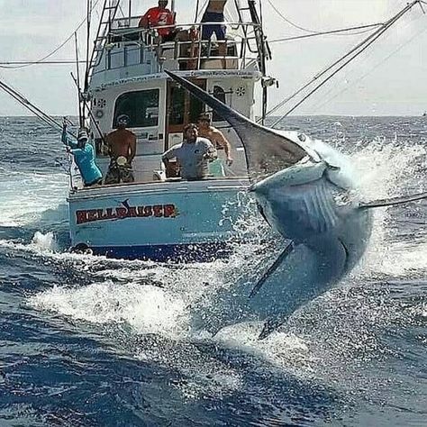 Offshore Fishing Boats, Fishing Australia, Marlin Fishing, Sport Fishing Boats, Big Game Fishing, Salt Water Fishing, Salt Water Fish, Blue Marlin, Bowfishing