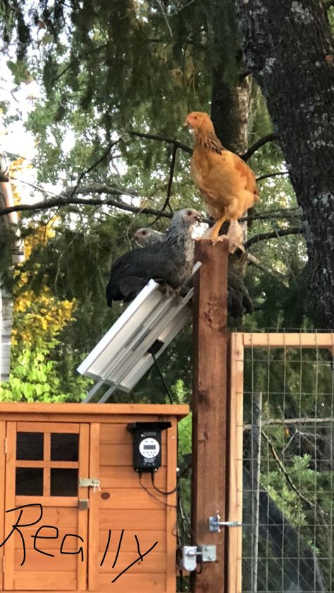 Solar powered automatic chicken coop door Solar Chicken Coop, Chicken Coop Door, Coop Door, Automatic Chicken Coop Door, Door Upgrade, Automatic Door, Door Makeover, Unique Doors, Chicken Coop