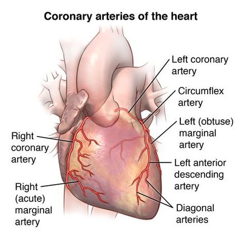 Coronary Artery Bypass Graft Surgery (CABG) | Johns Hopkins Medicine Health Library Cardiothoracic Surgery, Mitral Valve, Heart Valves, Heart Anatomy, Cardiac Nursing, Bypass Surgery, Heart Muscle, Coronary Arteries, Medical Anatomy