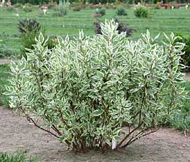 Variegated dogwood - Cornus alba Ivory Halo - 5' Dogwood Shrub, Cornus Alba, Landscaping Shrubs, Pieris Japonica, Red Twig Dogwood, Fairytale Garden, Twig Dogwood, Bedroom Garden, Planting Ideas