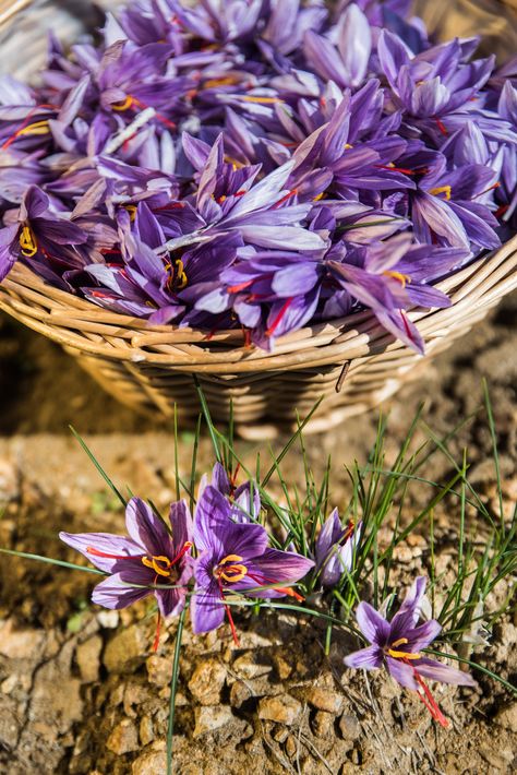 Growing Saffron, Saffron Plant, Plant Videos, Spices Photography, Herbal Garden, Saffron Crocus, Saffron Flower, Garden Herbs, Gothic Garden