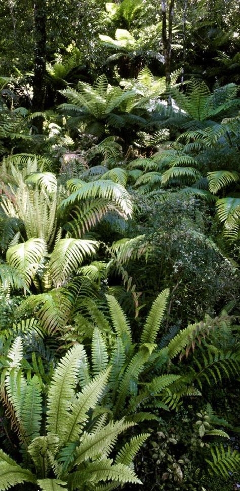 New Zealand Native Plants, Nz Plants, Nz Garden, Rainforest Garden, Native Plant Landscape, Fern Garden, Plant Landscape, Landscape Design Drawings, Ferns Garden