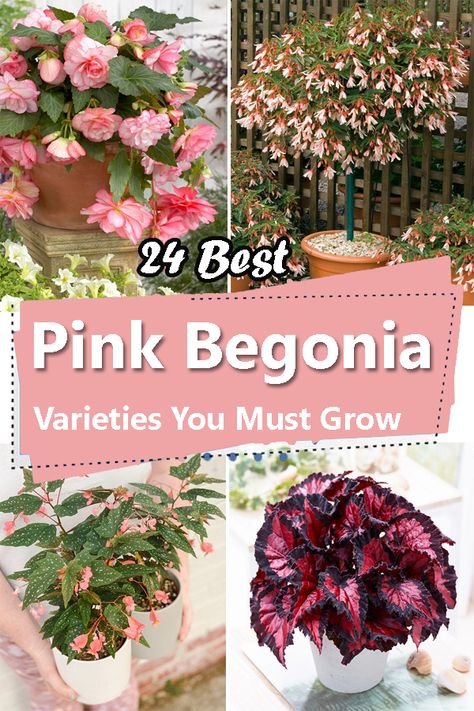 Cane Begonia Varieties, Begonia Varieties, Begonia Boliviensis, Pink Begonia, Tuberous Begonia, Small Pink Flowers, Different Shades Of Red, Plant Care Houseplant, Dappled Light