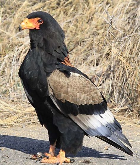 #coolbird South Africa Wildlife, South African Birds, African Birds, Kruger National Park South Africa, Africa Wildlife, Eagle Pictures, Kruger National Park, African Wildlife, Exotic Birds