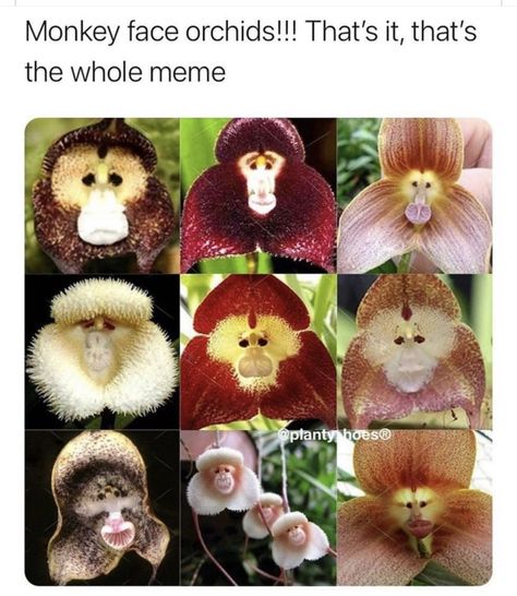 Plant Creatures, Monkey Orchid, Monkey Flower, Goth Garden, Monkey Face, Doll Diy Crafts, Nothing But Flowers, Dream Artwork, Tree Hugger