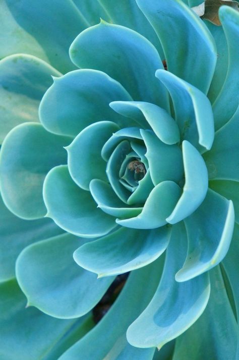 Nature Dp For Whatsapp, Nature Dp, Fleurs Art Nouveau, Succulents Drawing, Wallpapers Cute, Succulent Art, Flower Wallpapers, Macro Flower, Colorful Succulents