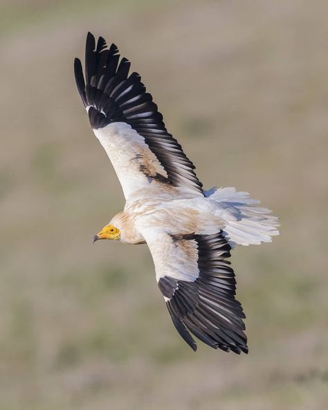 Egyptian Vulture, Fly Drawing, Raptors Bird, Africa Wildlife, Interesting Animals, Mythical Creatures Art, Big Bird, Birds Of Prey, Birds Flying