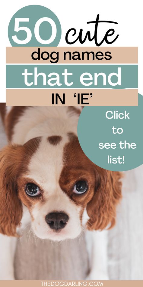 Are you getting a new puppy and looking for dog name ideas? These IE dog names are so cute and might be the perfect fit for your new puppy. Dog names that end in IE are generally easy to say and flow really well. Click to get name ideas. Corgi Names Female, Cute Female Puppy Names, Cute Dog Names Unique, Girl Puppy Names Unique, Dog Names With Meaning, Female Puppy Names, Unique Puppy Names, Female Pet Names, Puppy Girl Names