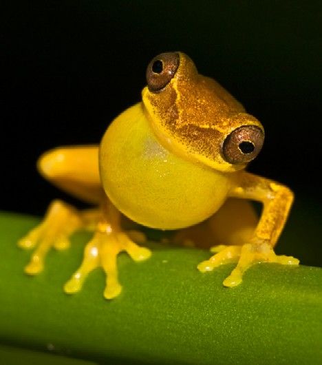 Jeans Quilt, Yellow Animals, Frog Prince, Frog And Toad, Tree Frogs, Reptiles And Amphibians, Cute Frogs, Back To Nature, Wild Life