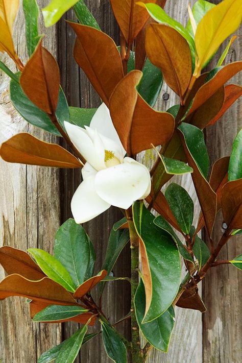 8 Different Types of Magnolia Trees: The Magnolia Company Olive Tree Care, Magnolia Grandiflora, Magnolia Leaf, House Backyard, Pinecone Wreath, Magnolia Leaves, Magnolia Trees, Pet Sympathy, Tree Care