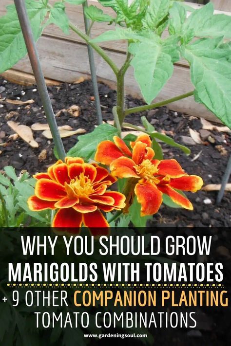 Why You Should Grow Marigolds With Tomatoes + 9 Other Companion Planting Tomato Combinations Marigolds With Tomatoes, Tomato Companion Plants, Garden Getaway, Bee Yard, Growing Marigolds, Garden Board, Asparagus Plant, Planting Garlic, Garden Remedies