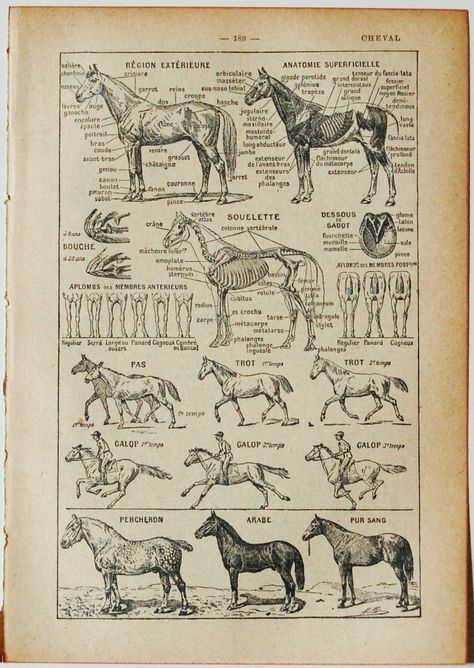 Med Vet, Anatomy Poster, French Dictionary, Home Decor Catalogs, Horse Anatomy, French Country Decor, Equestrian Decor, Dictionary Page, Animal Study