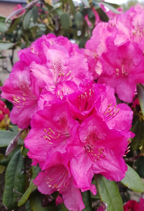 Pink Rhododendron Pink Rhododendron, Flower Types, Types Of Flowers, Flower Pictures, Vision Board, Plants, Flowers, Pink