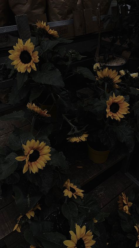 Black Wallpaper Sunflower, Dark Sunflower Wallpaper, Dark Floral Aesthetic Wallpaper, Sunflower Dark Aesthetic, Black Sunflower Wallpaper, Dark Sunflower Aesthetic, Call Background Wallpaper, Dark Yellow Background, Dark Sunflower