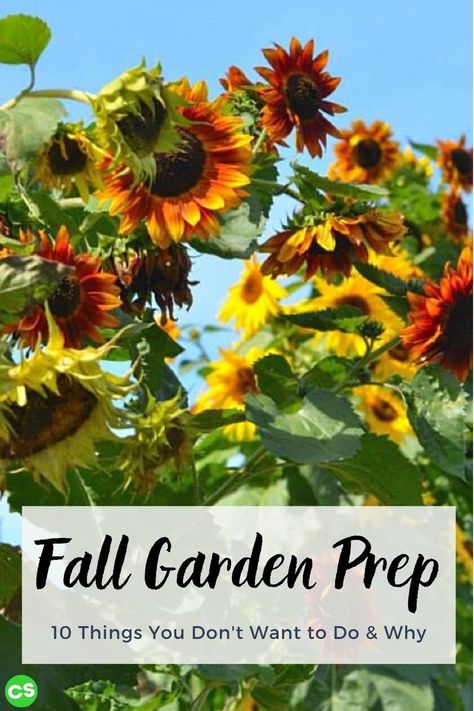 There are some essential things you can do for your fall garden prep to get ready for spring and protect for winter. There are also things you DON'T want to do. #fallgarden #fallgardenprep #fallgardening Fall Garden Prep, Garden Prep, Farm Landscaping, Food Justice, Garden Prepping, Fall Gardening, Landscape Gardening, Fall Lovers, Herb Gardening