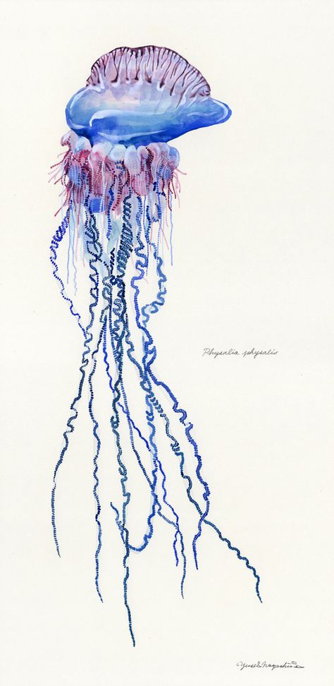 Physalia physalis / Portuguese Man O'War / “Katsuwonoeboshi” Yusei Nagashima, Portuguese Tattoo, Ocean Sleeve, Jellyfish Illustration, Surf Painting, Jellyfish Drawing, Jellyfish Tattoo, Marquesan Tattoos, Ocean Tattoos