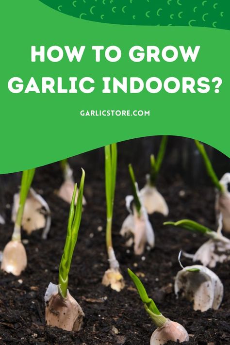 how-to-grow-garlic-indoors Grow Garlic From Clove, Garlic Plants, Grow Garlic Indoors, Growing Herbs In Pots, Grow Garlic, Indoor Vegetables, Planting Garlic, Vertical Vegetable Garden, Growing Garlic