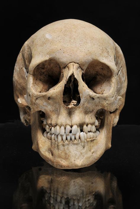 Real skull human on a black background. Anatomically correct medical model of the human skull royalty free stock photo Real Skull Reference, Skulls Photography, Skeleton Reference, Skull References, Skull Teeth, Name Art Projects, Skull Photo, Skull Real, Real Human Skull