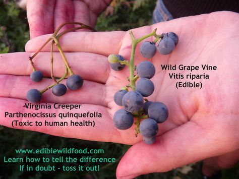 Wild grape vines make an awesome juice - but KNOW what you are picking! Wine Grape, Virginia Creeper, Foraged Food, Fruit Salad Recipes, Wild Edibles, Survival Food, Edible Plants, What You Eat, Landscaping Plants