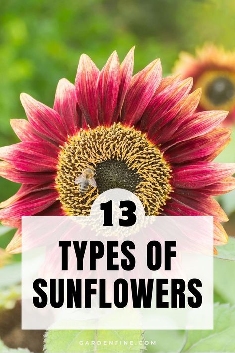 Pin this to discover the stunning variety of sunflowers, from vibrant colors to unique shapes. Learn more about the different types and find the perfect sunflower for your garden. 🌻☀️ #Sunflowers #Gardening #PlantVarieties #FlowerLovers Different Kinds Of Sunflowers, Different Types Of Sunflowers, Different Color Sunflowers, Fun Garden Projects, Garden Sunflowers, Mammoth Sunflower, Types Of Sunflowers, Sunflower Plant, Winter Sowing