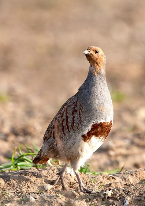 Grey Partridge by Graham Raine - BirdGuides Hungarian Partridge, European Wildlife, Grey Partridge, Real Birds, Earth Layers, Quails, Bird Photos, Crazy Funny Pictures, Veg Garden