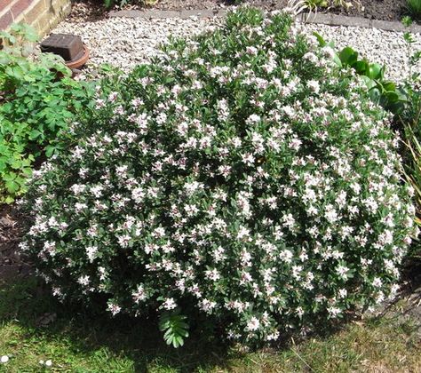 Daphne x transatlantica 'Eternal Fragrance' - 2010 (Daphne x transatlantica 'Eternal Fragrance') height/spread = 0.9m Daphne Bush, Gardening Photos, Garden Picture, A Garden, Fragrance, Plants