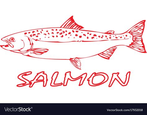 Salmon Drawing Illustration, King Salmon Drawing, Salmon Fish Illustration, Salmon Tattoo Simple, Salmon Fish Drawing, Salmon Outline, Salmon Sketch, Salmon Pictures, Salmon Illustration