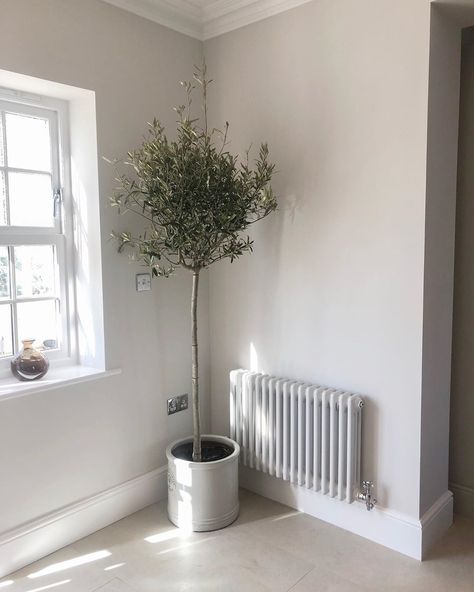 Becky | Inside Number 5 on Instagram: “Happy Thursday.....The Olive tree is in and I adore it in this corner of the kitchen! I’ve been obsessing over indoor trees for some time…” Olive Tree Indoor, Ammonite Paint, Artificial Olive Tree, Growth Spurt, Indoor Trees, Edwardian House, Column Radiators, Farrow And Ball, Wonderful Weekend